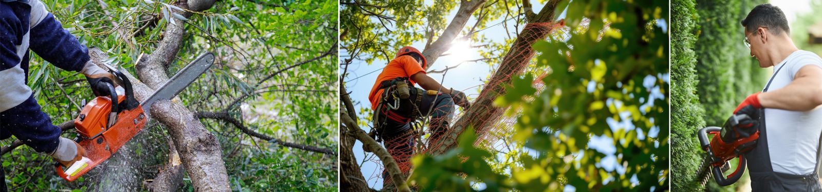 Arboriste et entretien des espaces verts à Ramatuelle